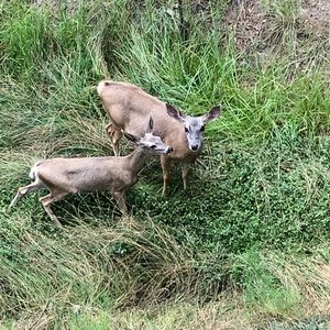 Meet your Posher, Susana